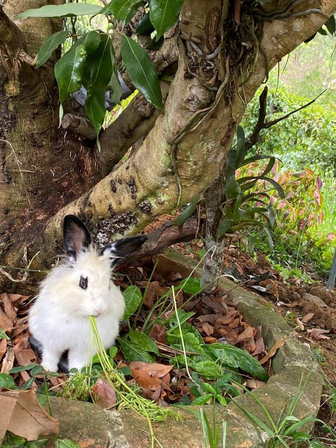Recanto Das Orquideas Quatis Kültér fotó